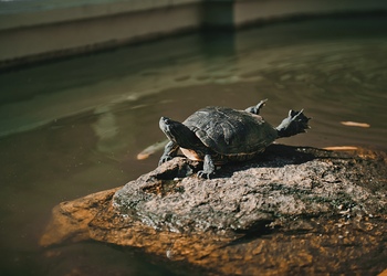 Photo by Ivan Maligon